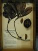 historical herbarium sample